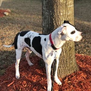 Meet your Posher, Daphne